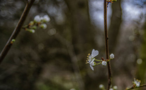 Close-up of flowering plant against blurred background