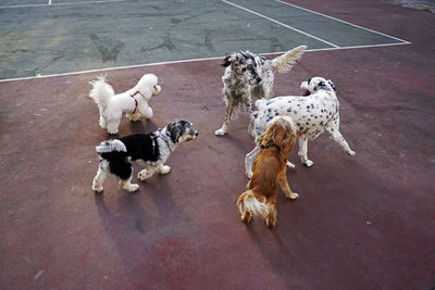 Dogs playing in the park