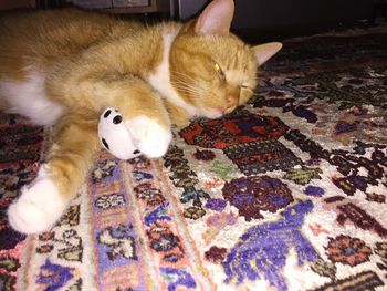 Cat on rug at home