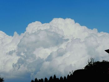 Low angle view of trees against sky