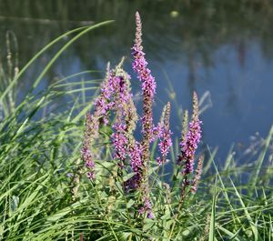 Close-up of purple flowering plant on field