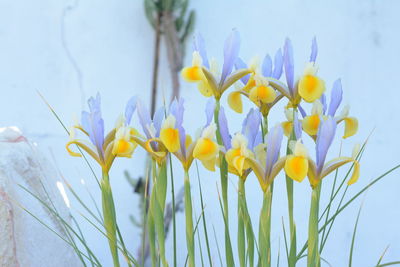 Low angle view of flowers blooming against clear sky