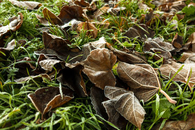 High angle view of dry leaves on field