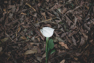 High angle view of flowering plant on field