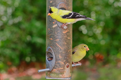 Close-up of bird perching on feeder