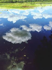 Reflection of trees in water