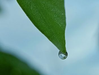 Close-up of wet plant leaves