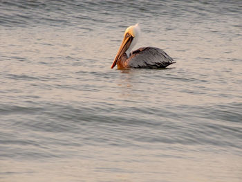 View of pelican swimming in lake