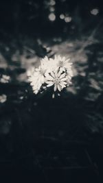 Close-up of flowers growing on plant