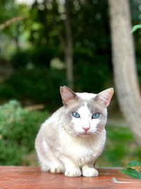 Portrait of cat sitting on table