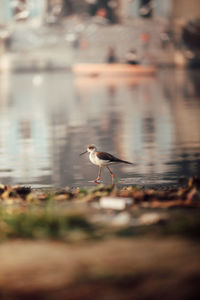 Bird flying over lake