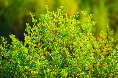 Full frame shot of plants growing on field