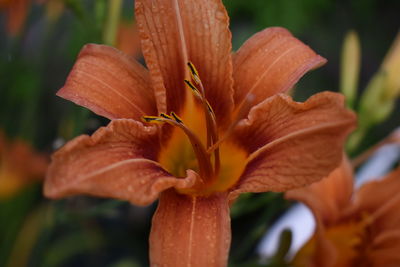 Close-up of orange day lily