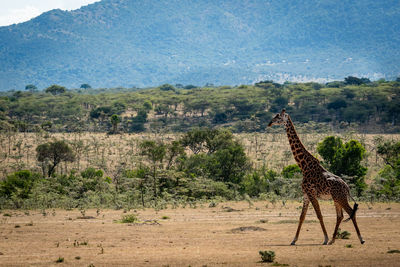 Masai giraffe walks past trees in savannah