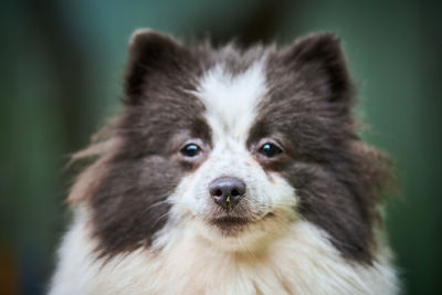 Close-up portrait of dog