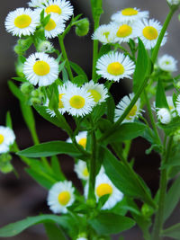 Close-up of white daisy