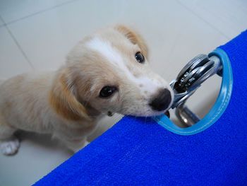 Close-up portrait of a dog