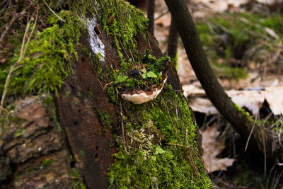 Close-up of mushrooms on tree trunk