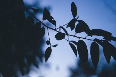 Low angle view of silhouette plants against sky