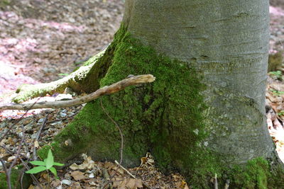 Moss growing on tree trunk
