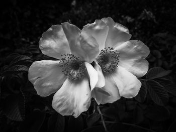 Close-up of flower blooming in park