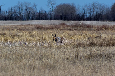 View of a field