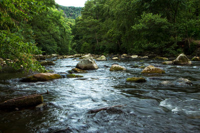 River flowing through rocks in forest