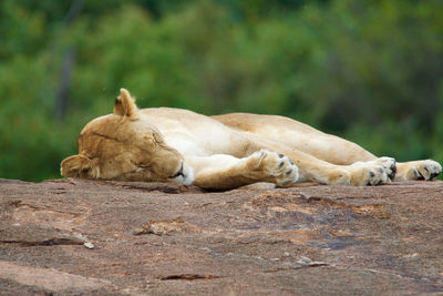 Lioness sleeping on wood