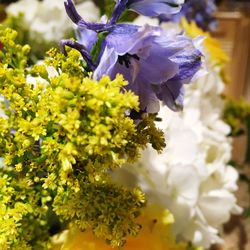 Close-up of yellow flowers