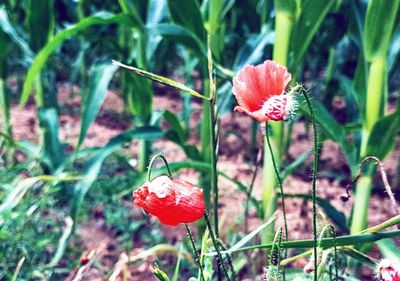 Close-up of red flowers blooming outdoors