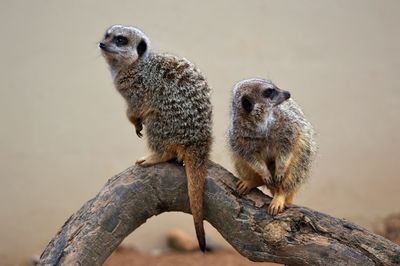 Meerkats sitting on wood in zoo