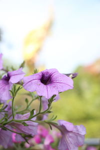 Close-up of purple flowering plant