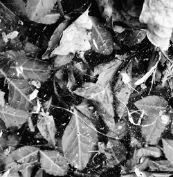 Full frame shot of green leaves