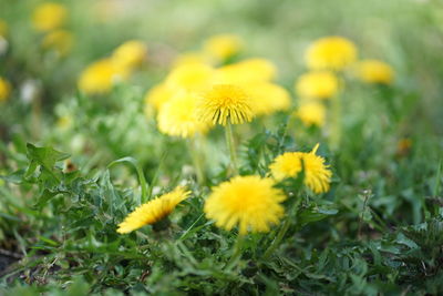 Close-up of yellow dandelion flower on field