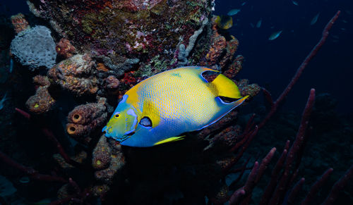 Fish swimming in sea