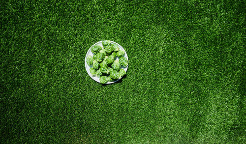 Directly above shot of food in plate on field