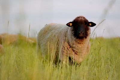 Portrait of sheep on field