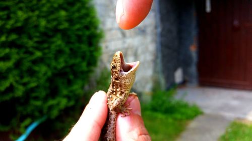 Close-up of hand holding lizard