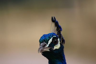 Close-up portrait of a peacock 