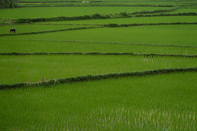 Scenic view of rice field