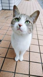 Portrait of cat on floor