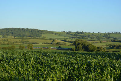 Scenic view of agricultural field against clear sky