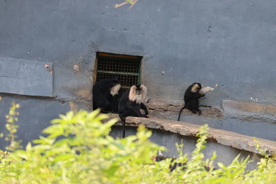 View of two dogs on window