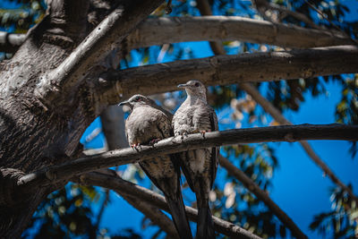 Low angle view of birds perching on branch