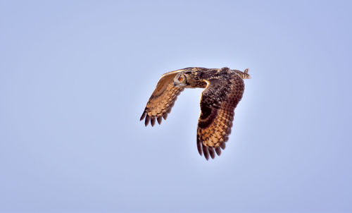 Low angle view of eagle flying against clear sky