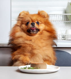 Spitz dog eats liver pate sausage from plate on kitchen table, selective focus