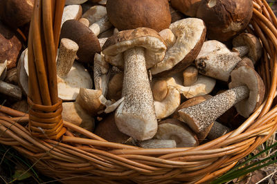 High angle view of mushrooms in basket