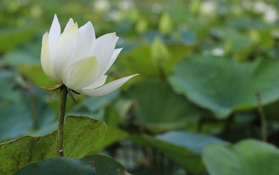 Close-up of flower against blurred background