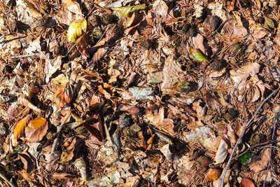 High angle view of dry leaves on tree