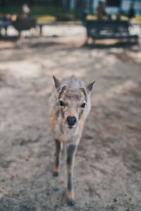 Close-up portrait of a dog outdoors